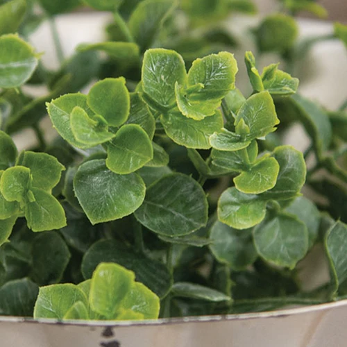 Baby Eucalyptus 5" Faux Foliage Ring - Image 4