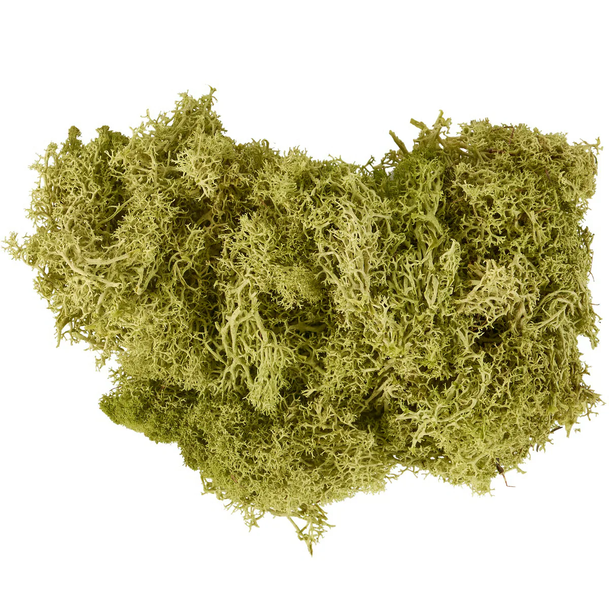 Bag of Preserved Moss Filler - Image 2