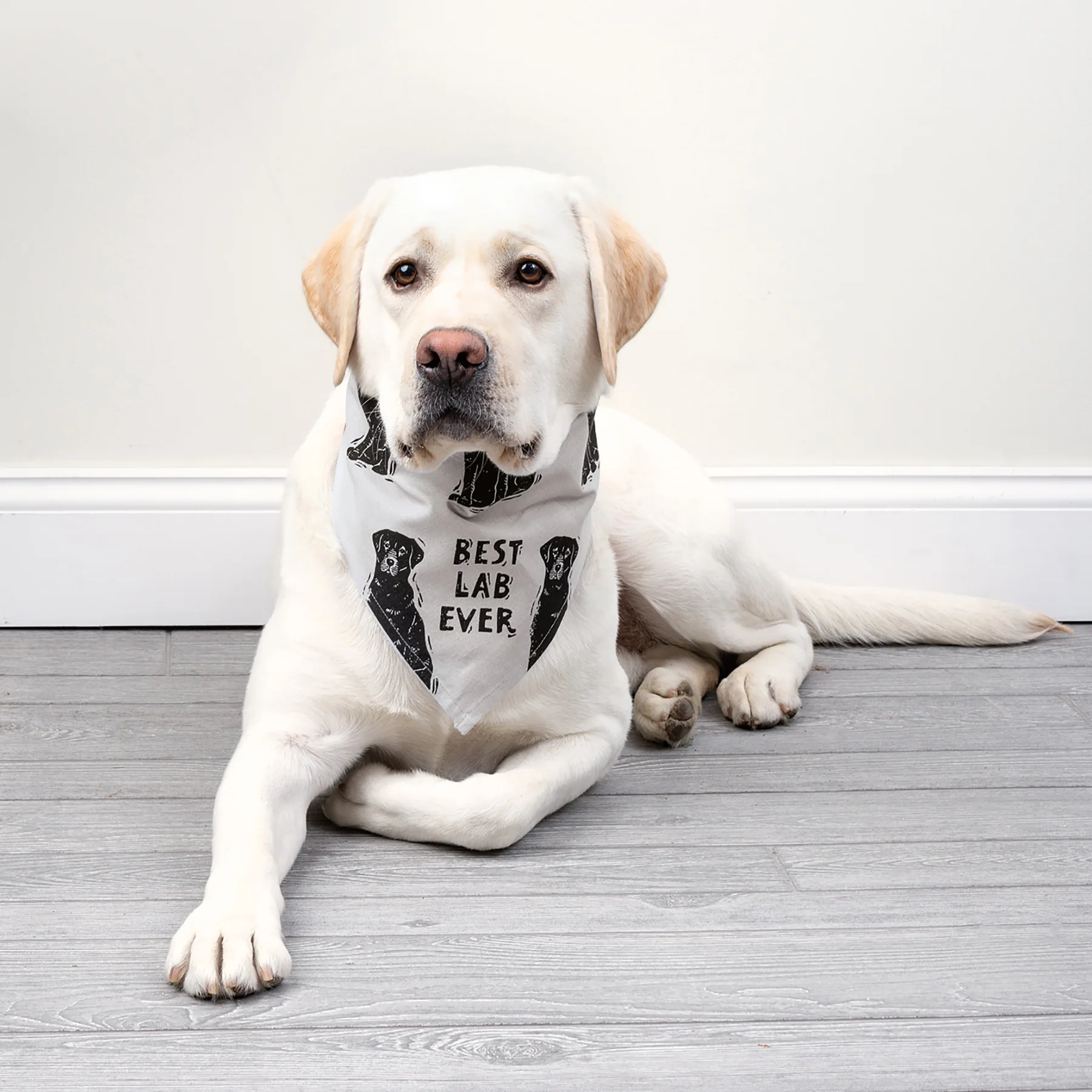 Surprise Me Sale 🤭 💙 Best Lab Ever Love My Human Pet Bandana Large - Image 3