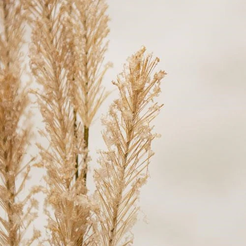 Flocked Tan Yarrow 24" Faux Floral Spray - Image 4