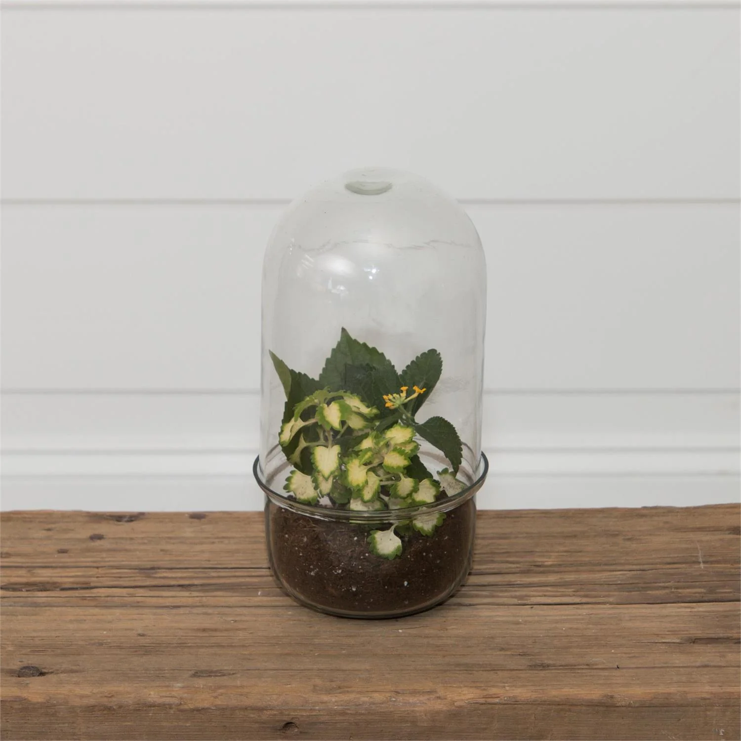 Glass Cloche Terrarium with Glass Base - Image 3