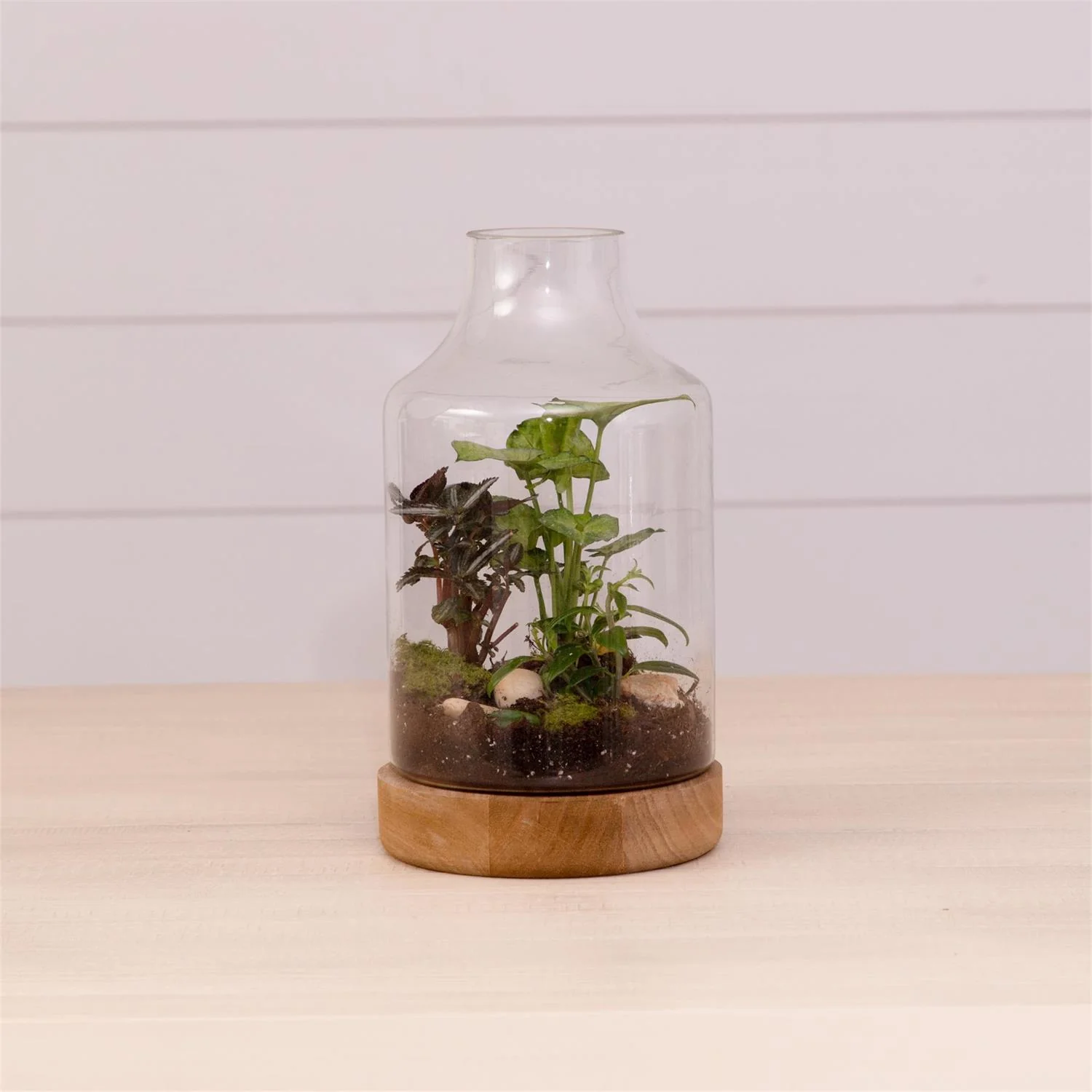 Glass Terrarium With Wood Base 11" H - Image 2