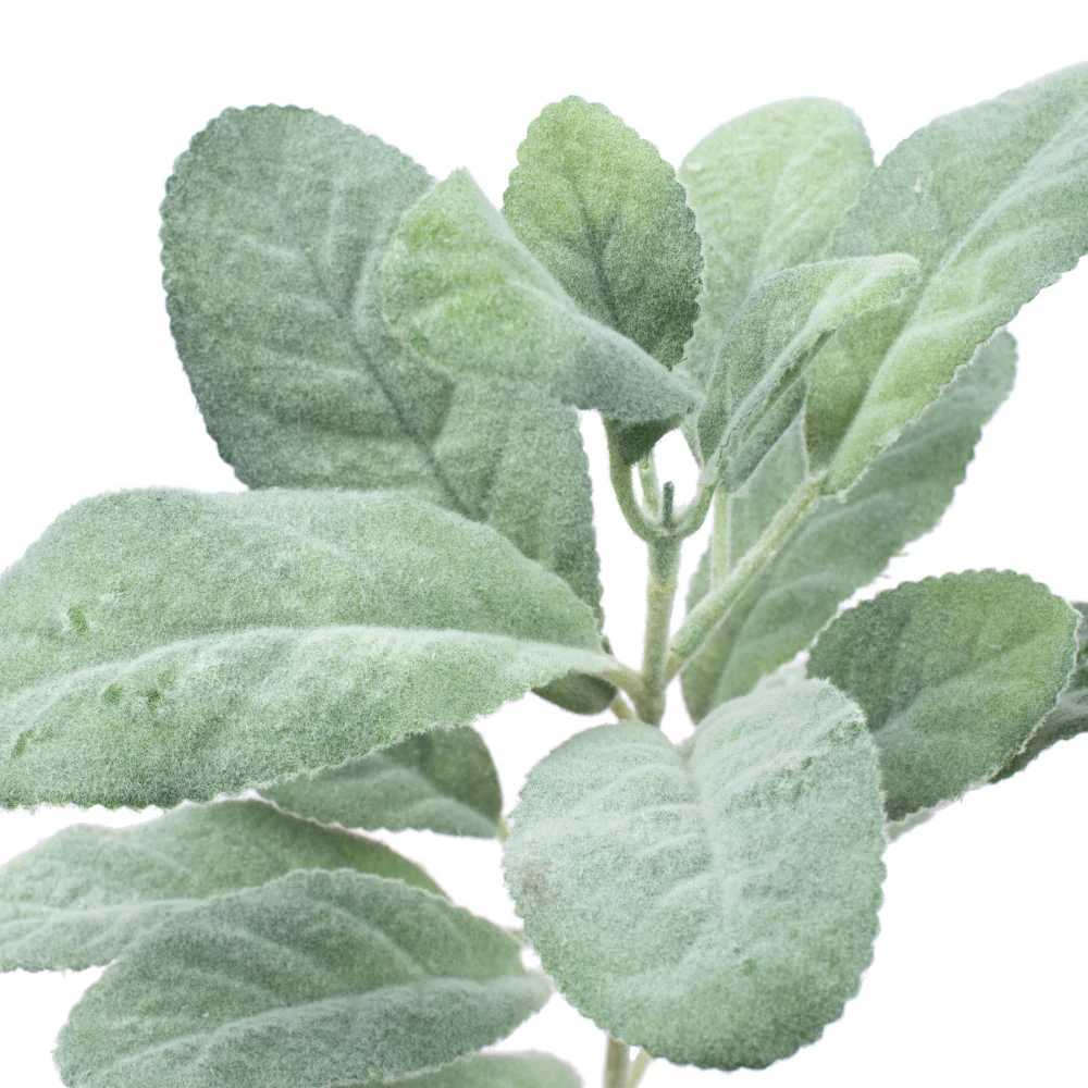 💙 Lamb's Ear Stem 12" Spray - Image 2