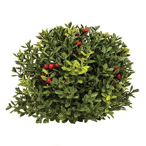 ๐ New England Boxwood With Berries 8" Half Sphere