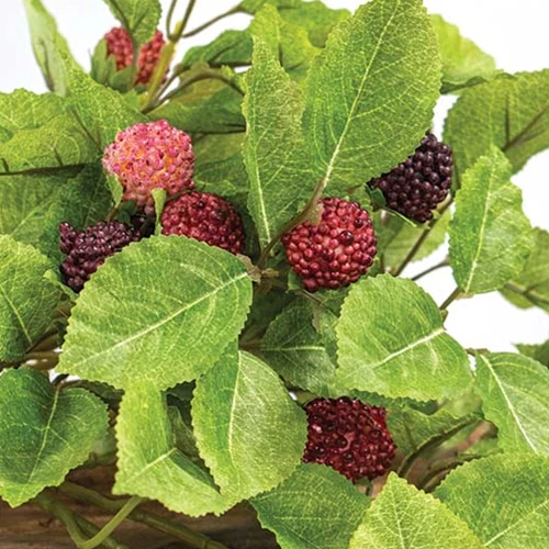 Raspberries and Folidage 22" Faux Hanging Bush - Image 4