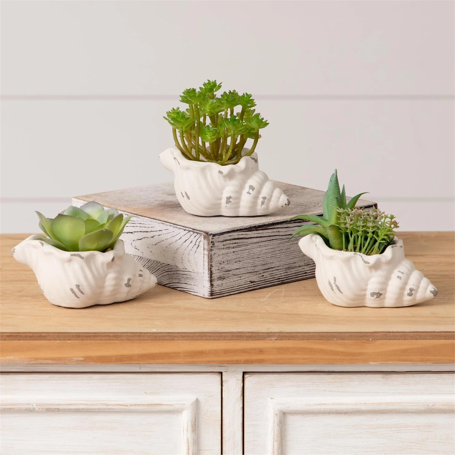 Set of 3 Faux Succulents in Conch Sea Shells - Image 2
