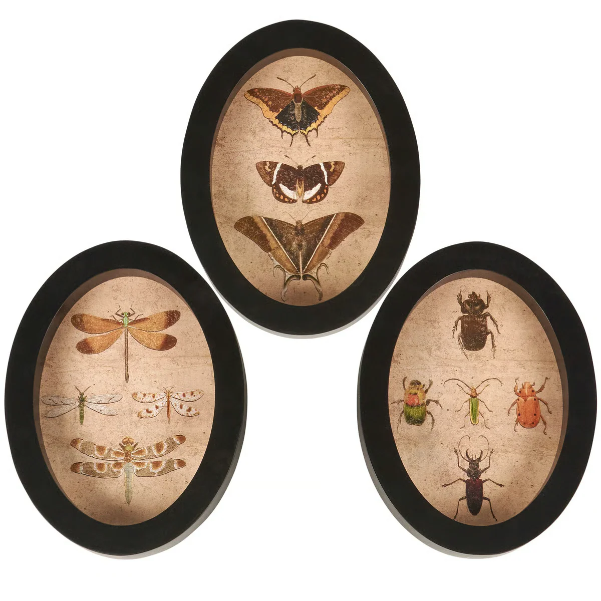 Set of 3 Insect Study Hanging Framed Decor