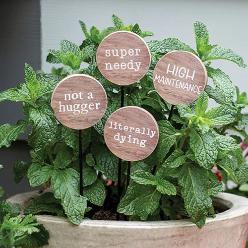 Set of 4 Houseplant Funny Sayings 10" Wooden Stakes