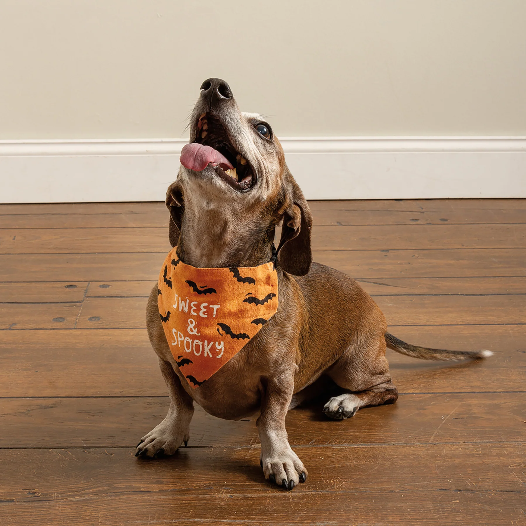 ๐ Sweet & Spooky Small Pet Collar Bandana - Image 5
