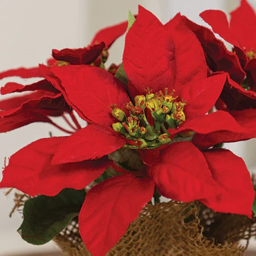 Winter Party Mini Faux Poinsettia in Burlap Pot 7"H - Image 2