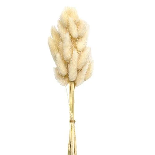 Wispy Dried Cream Bunny Tail Grass Bundle - Image 2