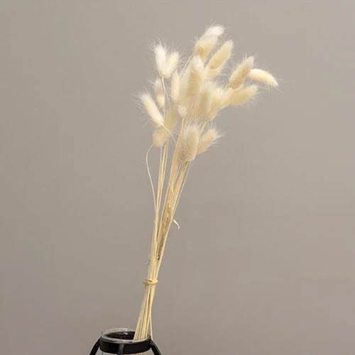Wispy Dried Cream Bunny Tail Grass Bundle - Image 3
